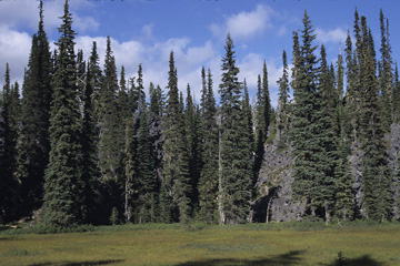 West Cascades Ecoregion scene