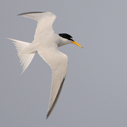 Adult breeding in flight. Note: white forehead, yellow bill with black tip and two black primaries.