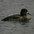 Female. Note: small tuft, dark back, and minimal white at base of bill.