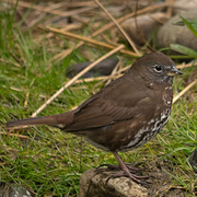 Sooty race. Note: uniform brown above, brown triangular spots on breast, and yellowish bill.